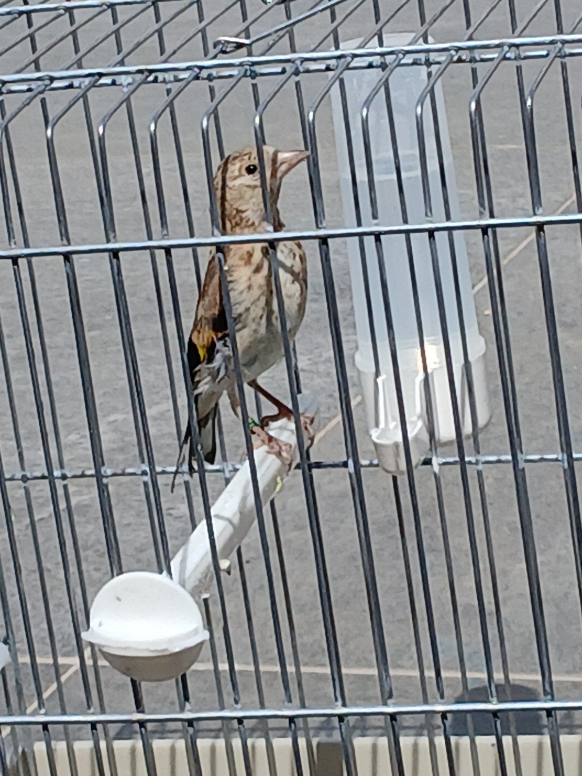 chardonneret  femelle  2026, Animaux & Accessoires, Oiseaux | Oiseaux Autre