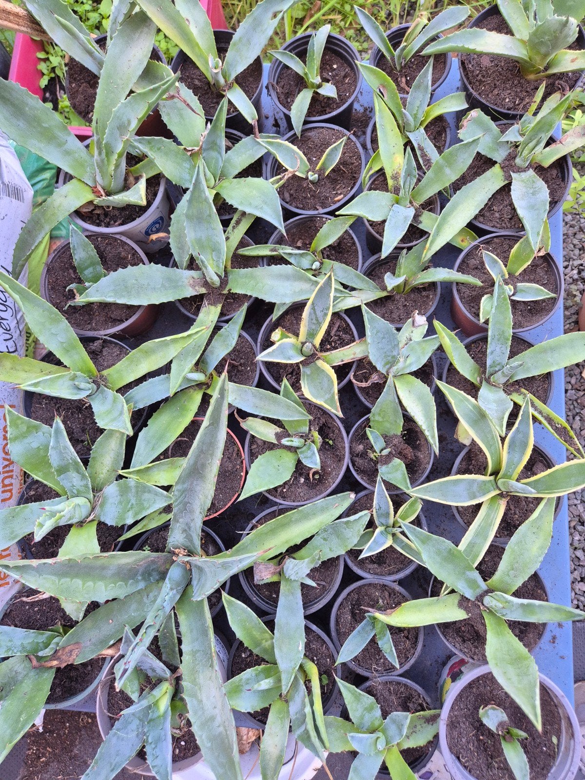 agaveplantjes, Ophalen