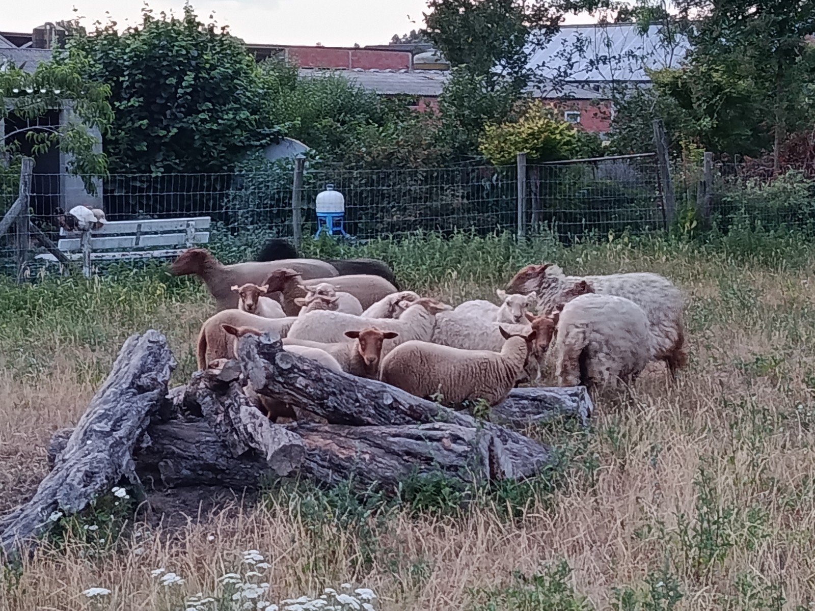 kudde van 15 schapen, Dieren en Toebehoren