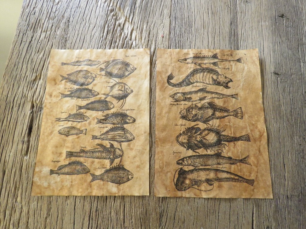 Koppel Oude gravures print vissen, Ophalen of Verzenden