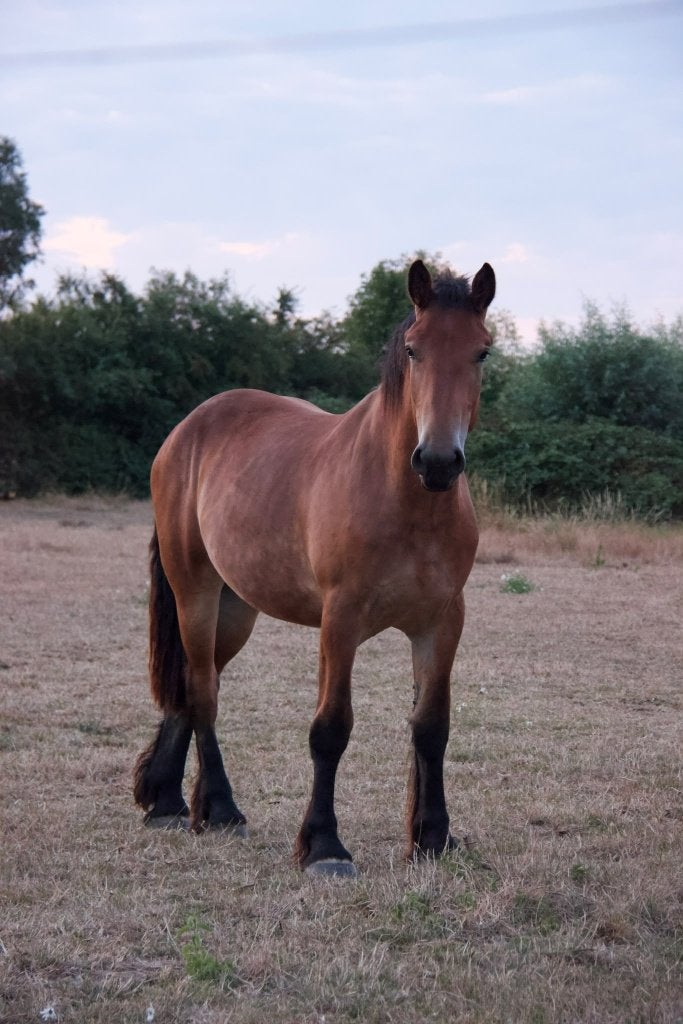Trekpaard kruising vlaams paard, Dieren en Toebehoren, Merrie, 0 tot 2 jaar, Gechipt, Onbeleerd