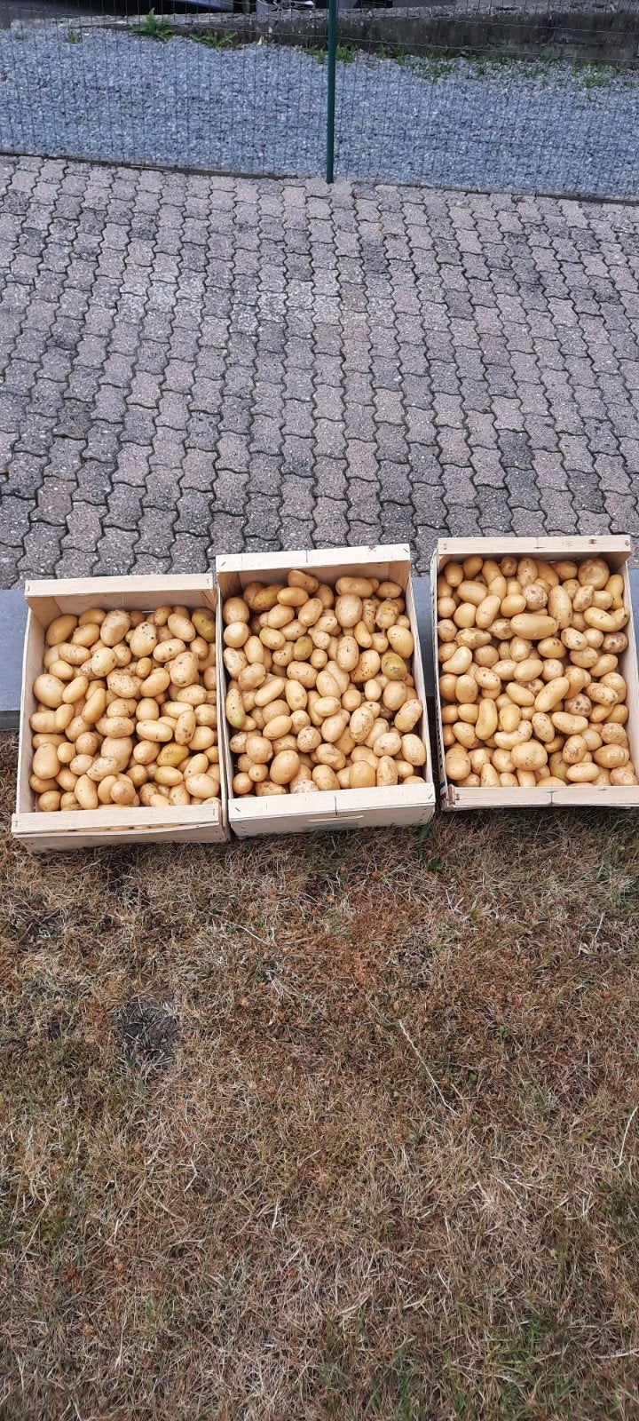 pomme de terre, Articles professionnels, Agriculture | Pommes de terre, Légumes, Fruits & Viande, Enlèvement ou Envoi