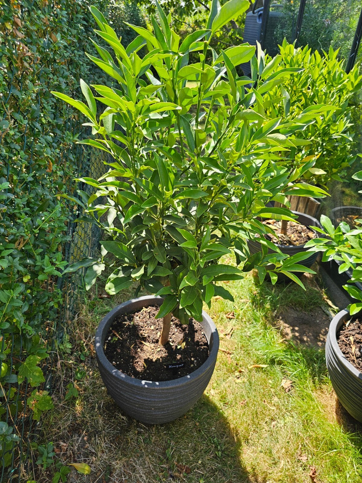 Arbuste kumquat, Jardin & Terrasse