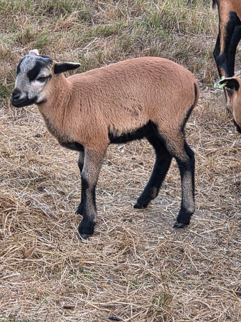 Kamaroen bokje, Mannelijk, Schaap, 0 tot 2 jaar