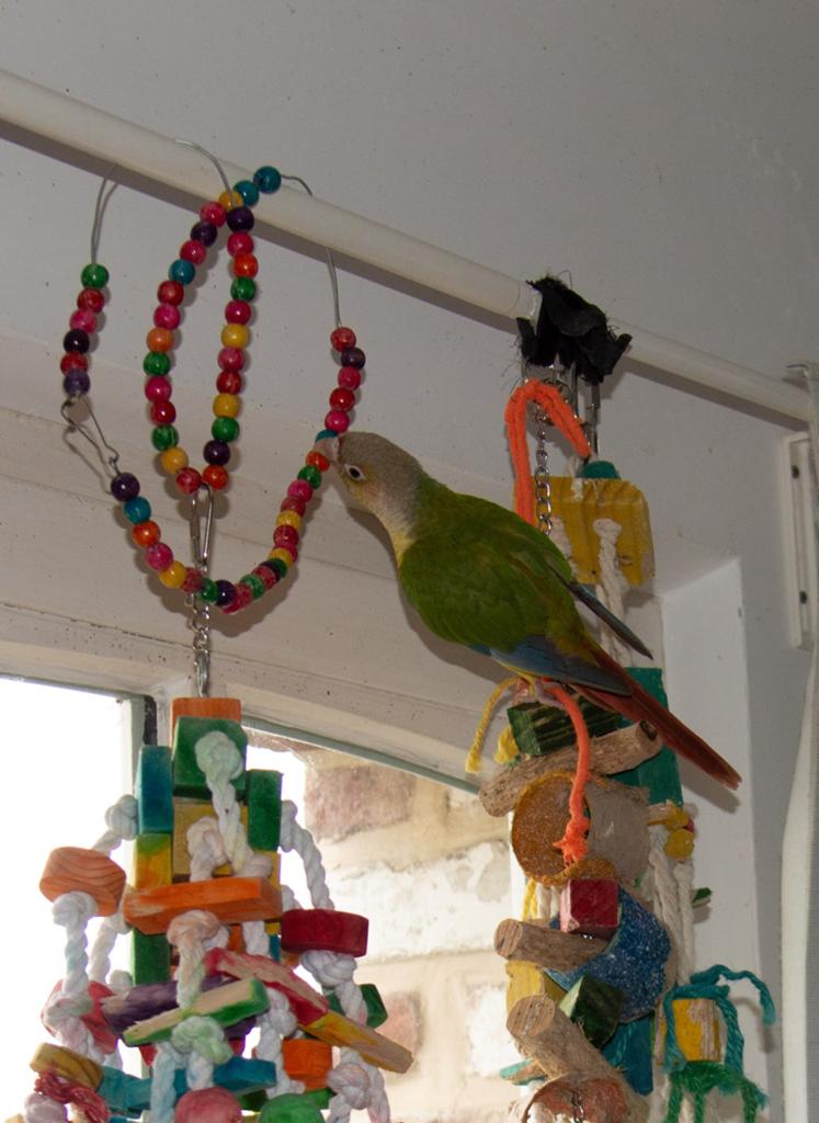 Pyrrhura, Dieren en Toebehoren, Vrouwelijk, Geringd