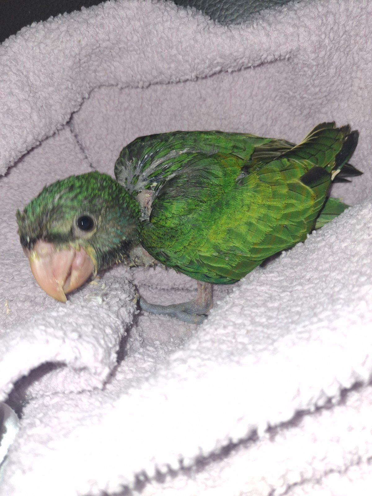 Handtamme baby derbyan, Dieren en Toebehoren, Pratend