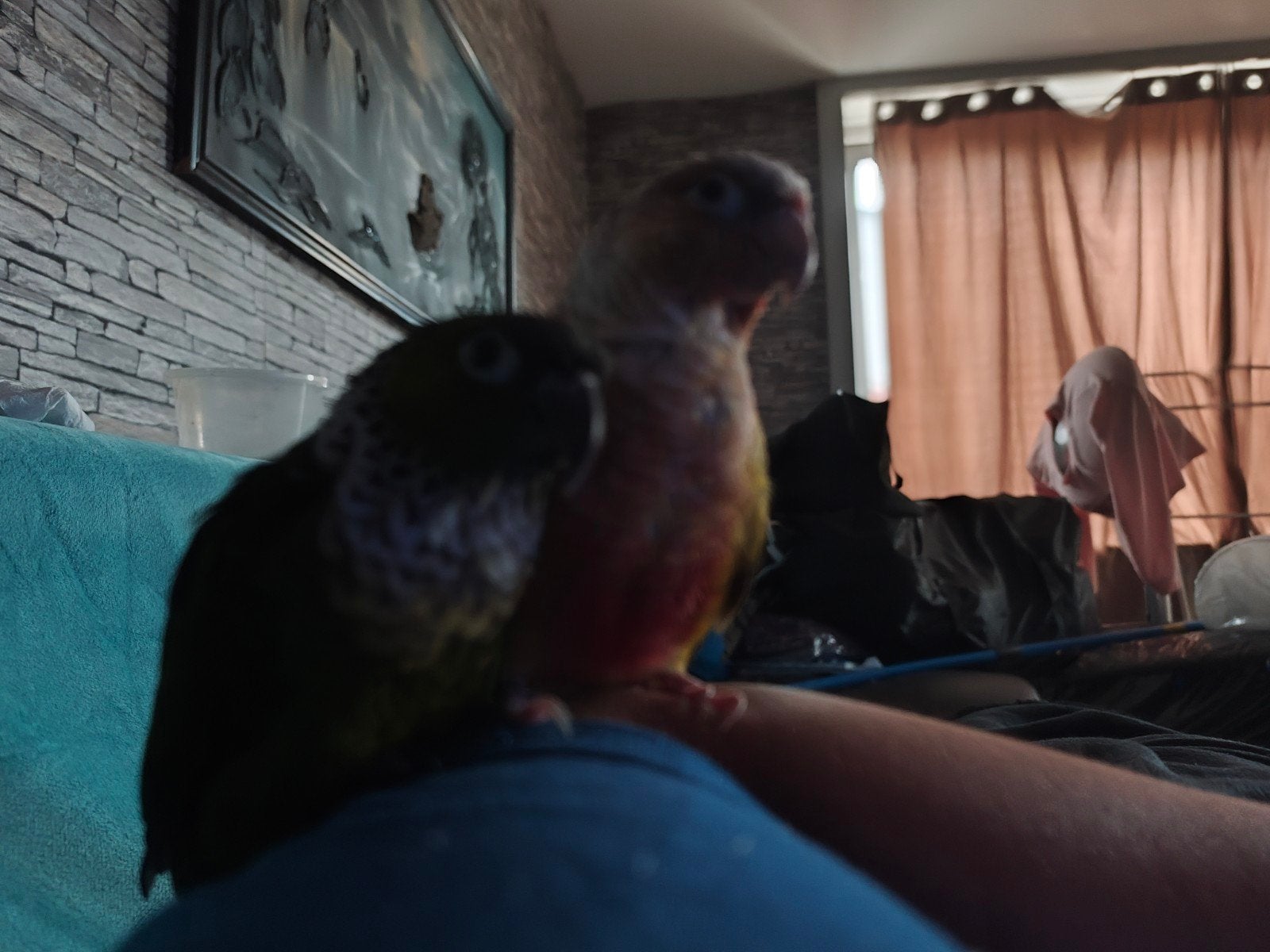 385€ super tame pyrhuras, Dieren en Toebehoren, Vogels | Parkieten en Papegaaien