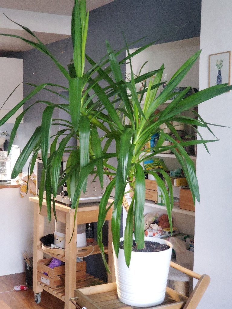 Yucca, Jardin & Terrasse, Plantes | Jardin, Enlèvement, Plante fixe, Autres espèces