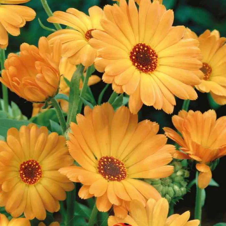 Goudsbloemen te koop, Ophalen