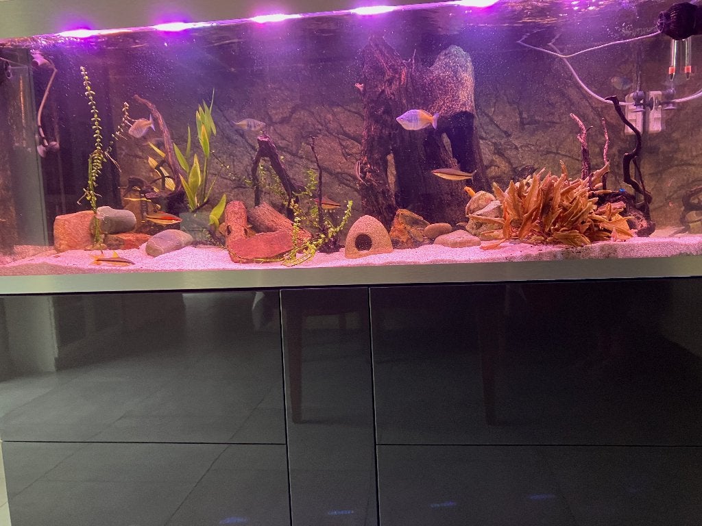 Aquarium, Animaux & Accessoires, Poissons | Aquariums & Accessoires, Comme neuf, Aquarium d'eau douce rempli, Contrôle par application