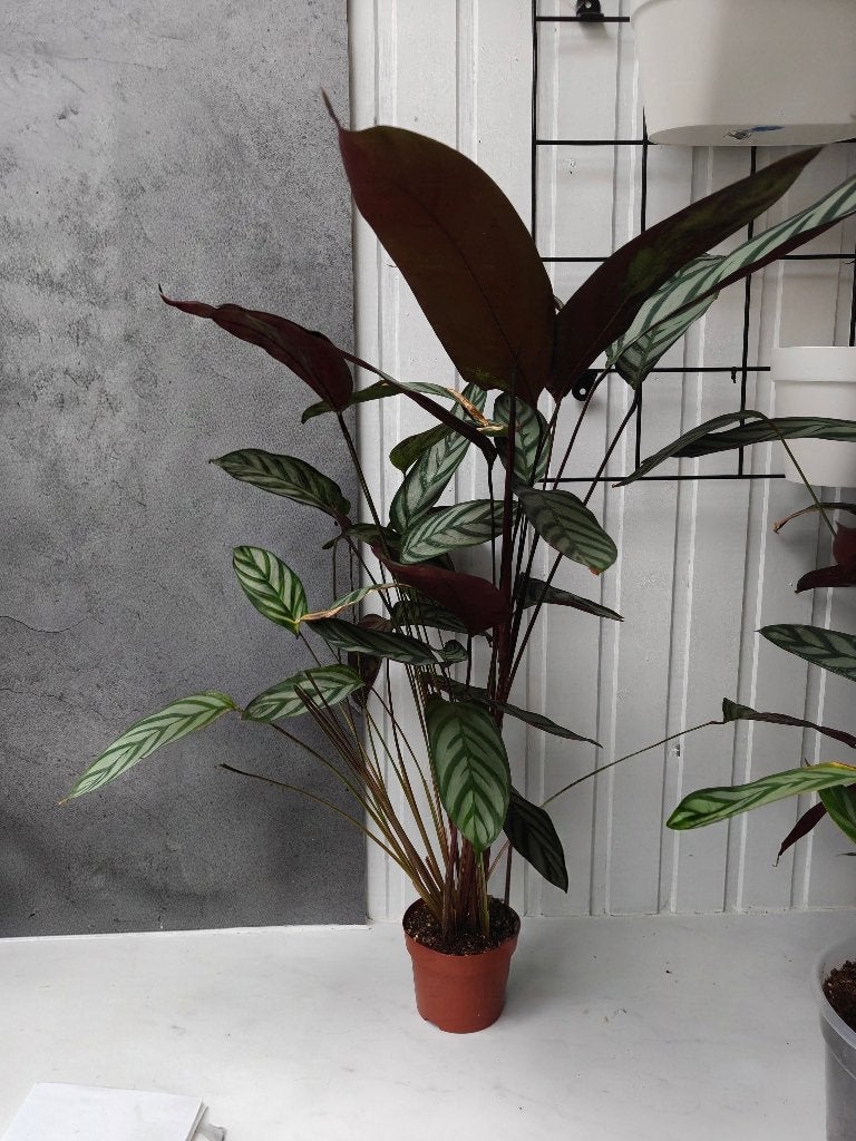 Calathea, Ophalen, Halfschaduw, In pot, Minder dan 100 cm