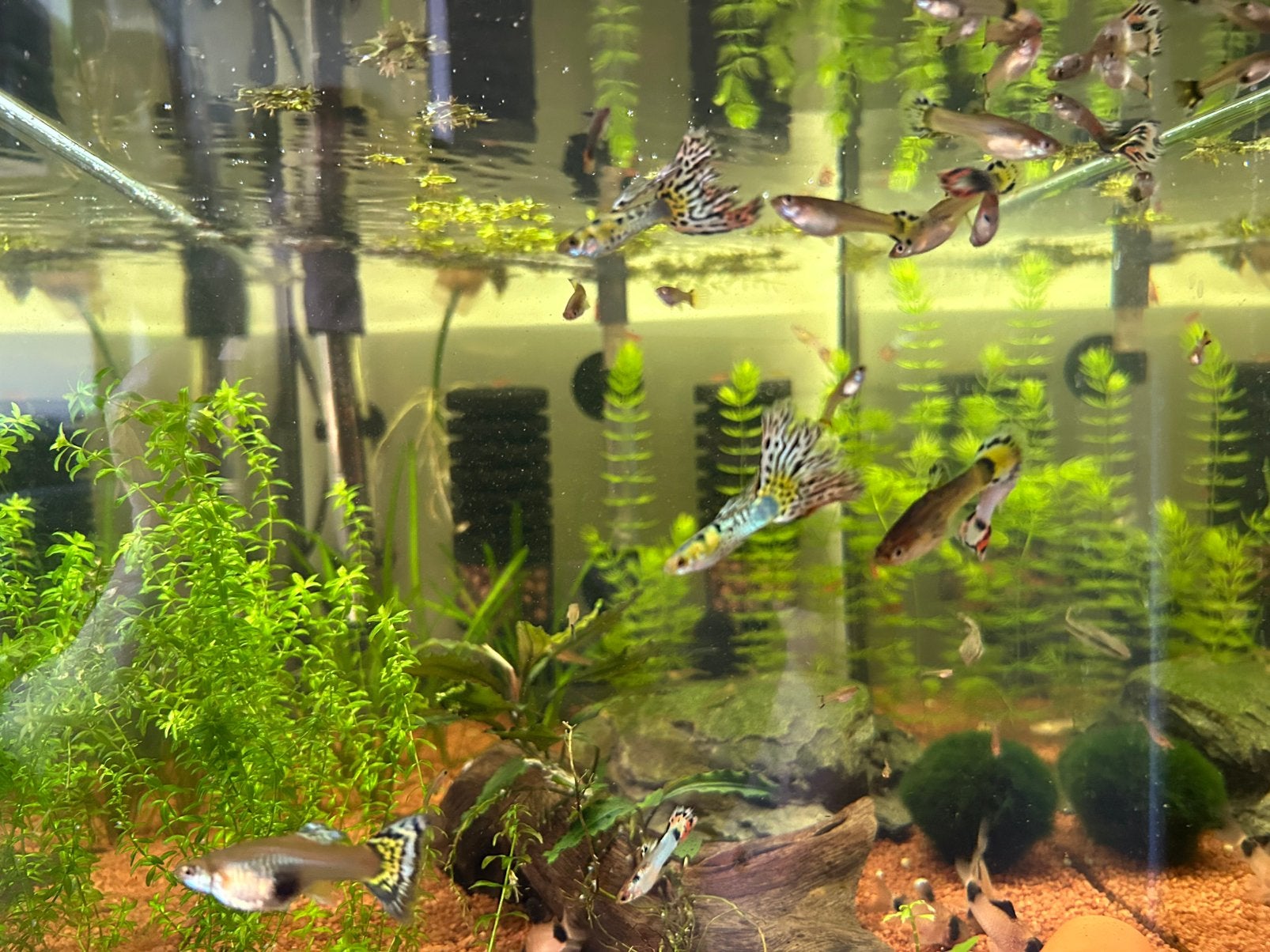 Mooie gezonde guppy’s, Animaux & Accessoires, Poissons | Poissons d'aquarium, Poisson, Poisson d'eau douce, Banc de poissons