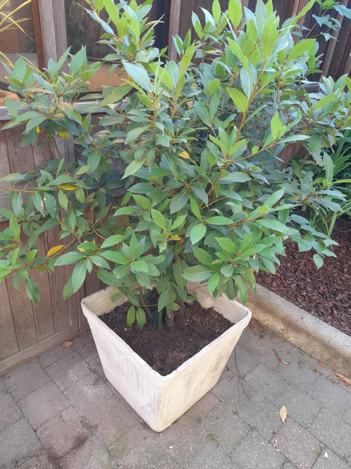 Laurierboom met pot, Tuin en Terras, Ophalen