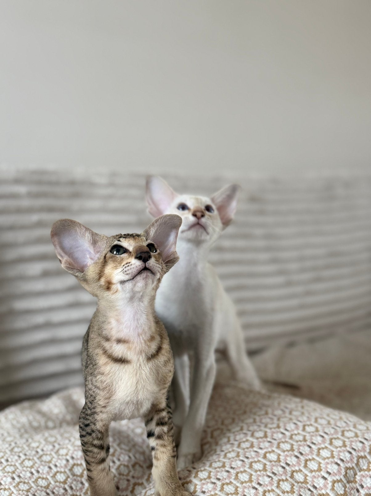 Peterbald kittens, Dieren en Toebehoren, Meerdere dieren, Gechipt, 0 tot 2 jaar