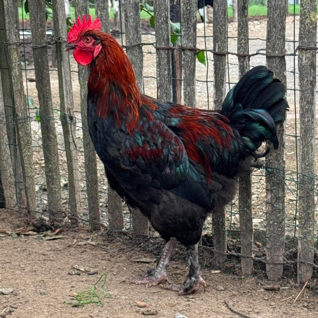 Maran haan, Dieren en Toebehoren