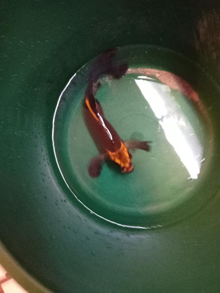 Koi, Dieren en Toebehoren, Vis, Zoetwatervis