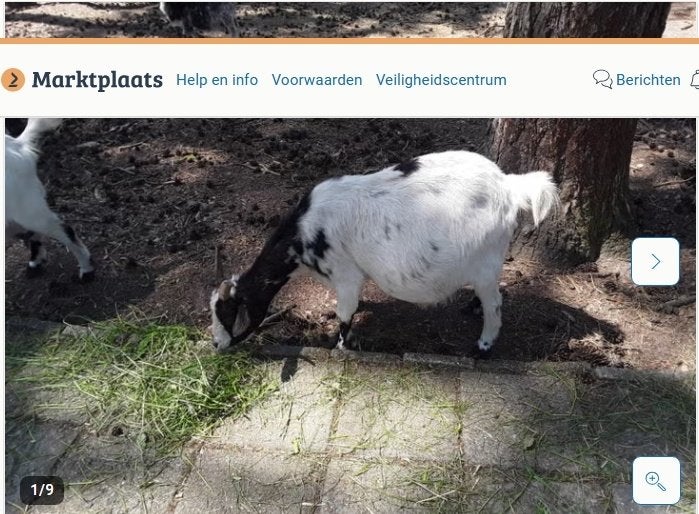 dwerg geiten en bokjes, Dieren en Toebehoren, Schapen, Geiten en Varkens, Meerdere dieren, Geit