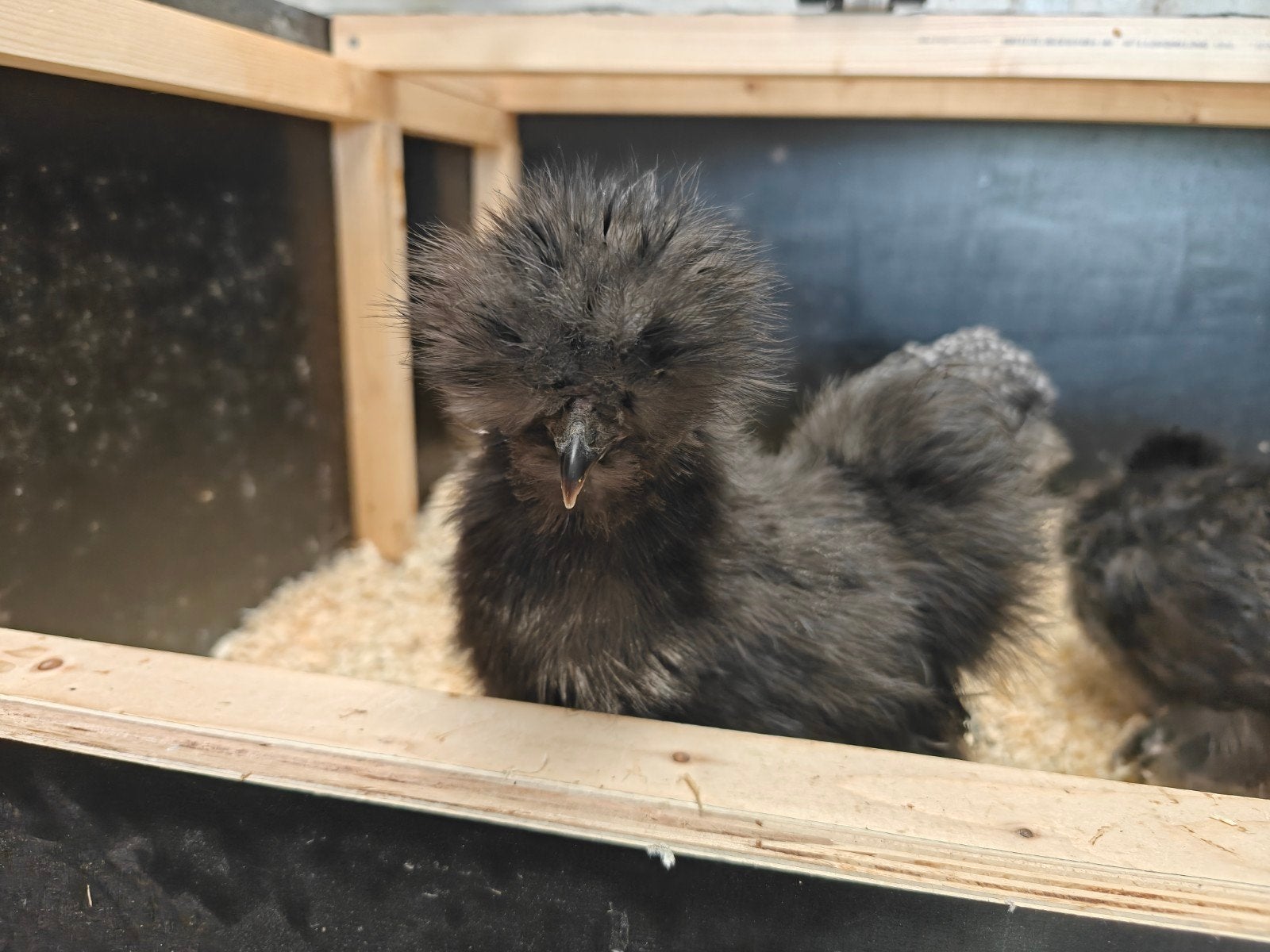 Jonge USA zijdehoenders, Dieren en Toebehoren, Pluimvee