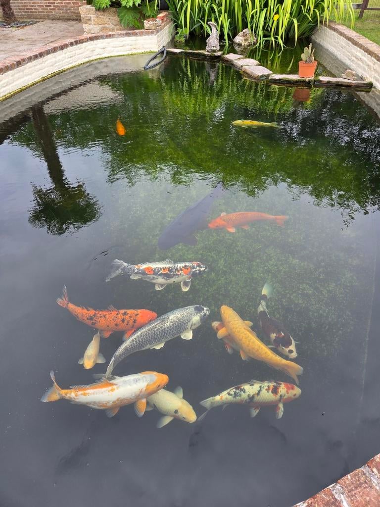Grote Koi Karpers 40–50 cm – Mooie Gezonde Exemplaren