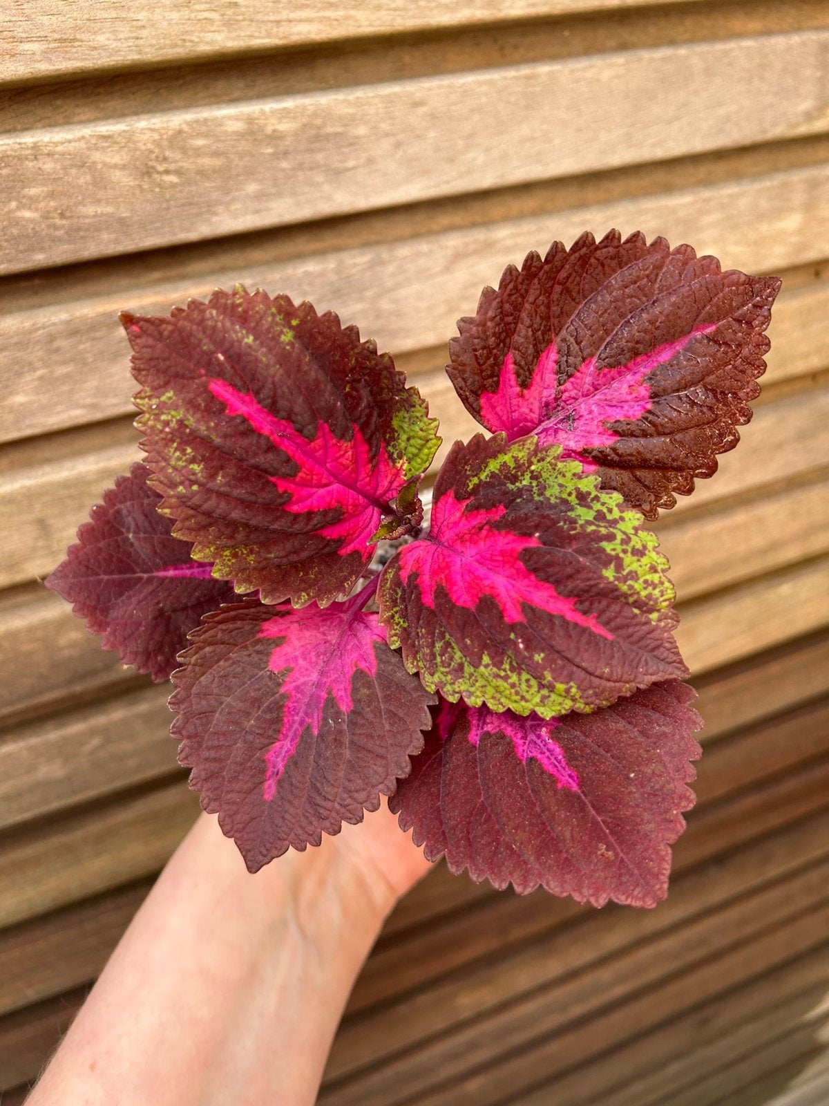 Coleus / siernetel China Rose, Tuin en Terras, Planten | Tuinplanten, Ophalen of Verzenden