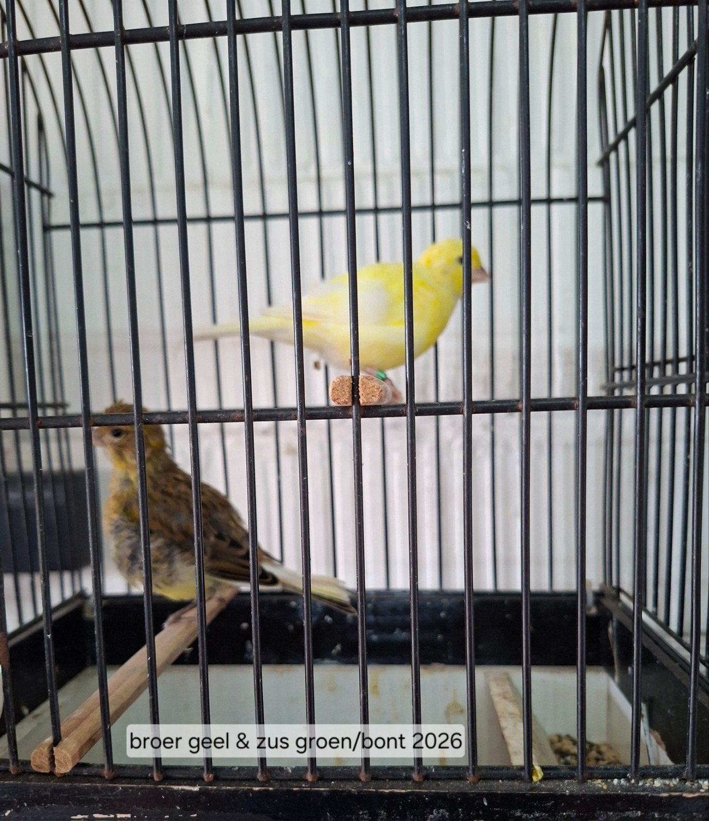 Five Fancy 2026 (frère et sœur), Plusieurs animaux, Canari de posture