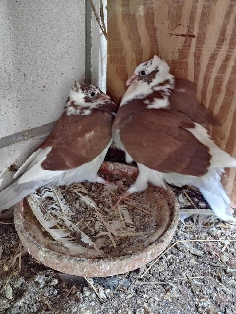 Tuimelaars, Dieren en Toebehoren, Geslacht onbekend, Tuimelaar of Roller