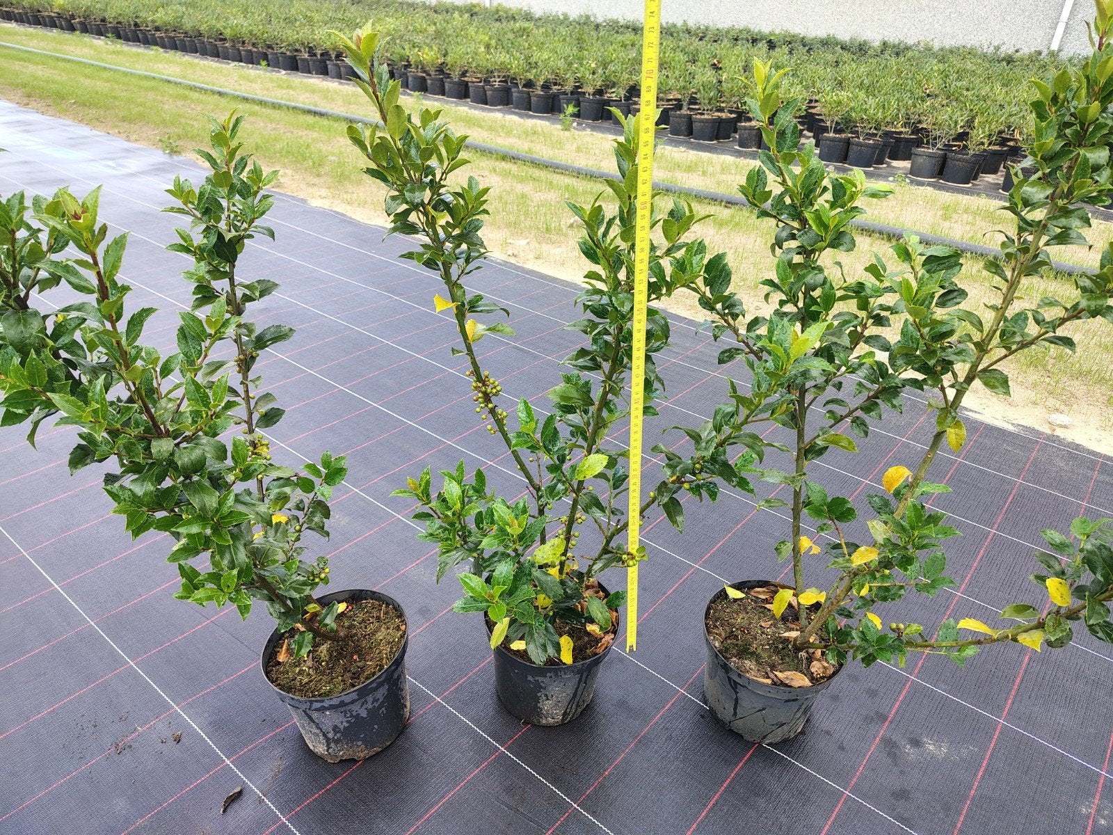 Ilex mes. 'Blue Maid', Ophalen