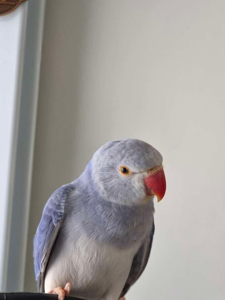 collier de perruche, Animaux & Accessoires, Mâle, Parleur