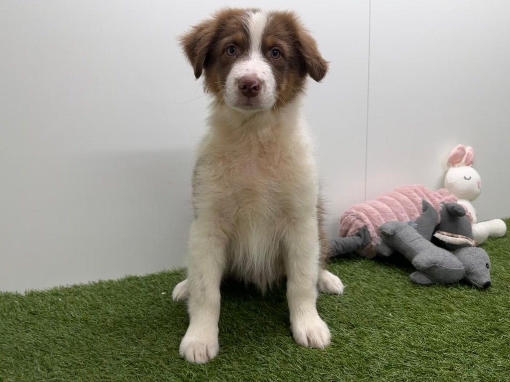 Australische Herdershond Pups