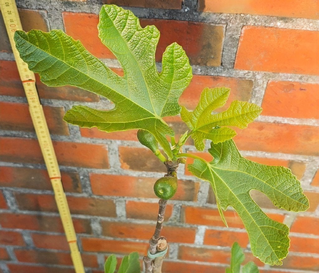 Vijgenboom 'BROWN TURKEY' vijgen boom Ficus Carica 1v1, Ophalen, Minder dan 100 cm, Volle zon, In pot