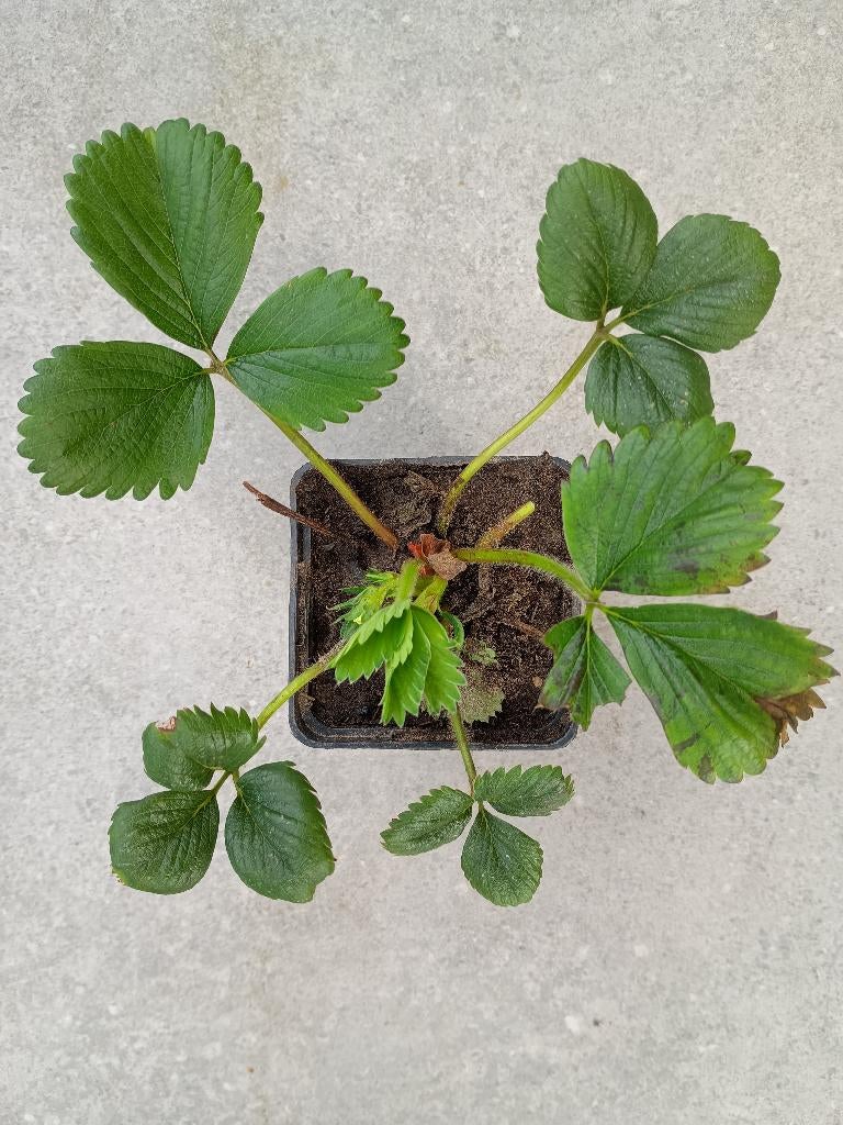 Aardbeiplanten te koop, Ophalen, Volle zon, Groenteplanten, Eenjarig