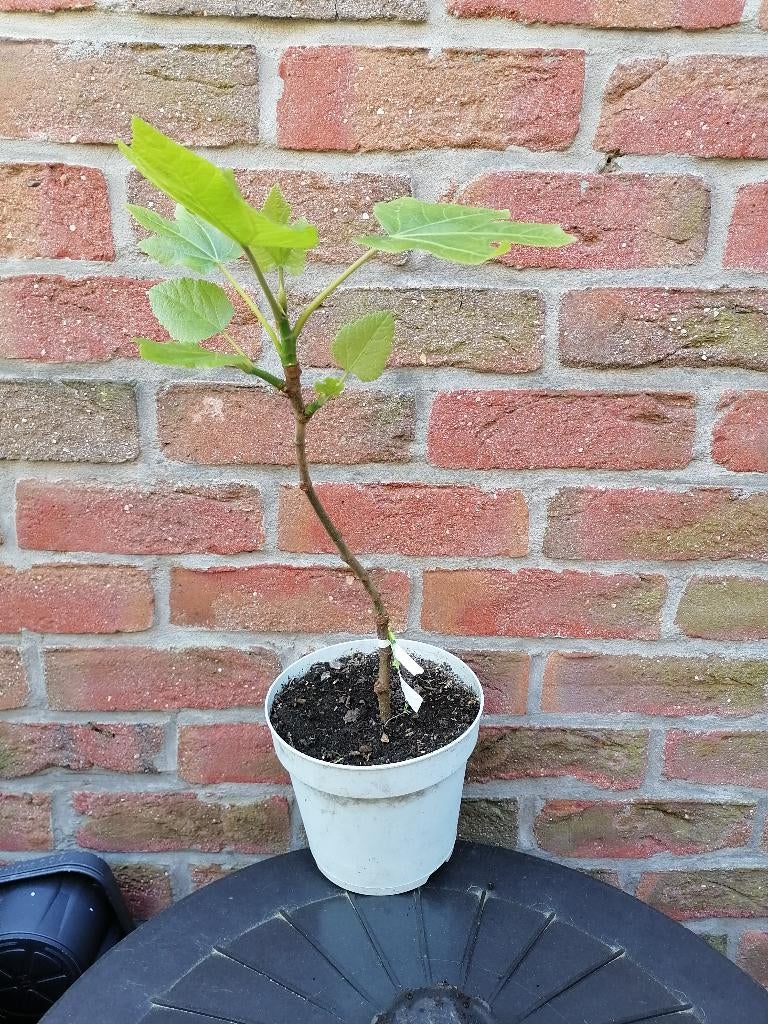 Bouture de figuier, Ophalen, Volle zon, In pot, 250 tot 400 cm