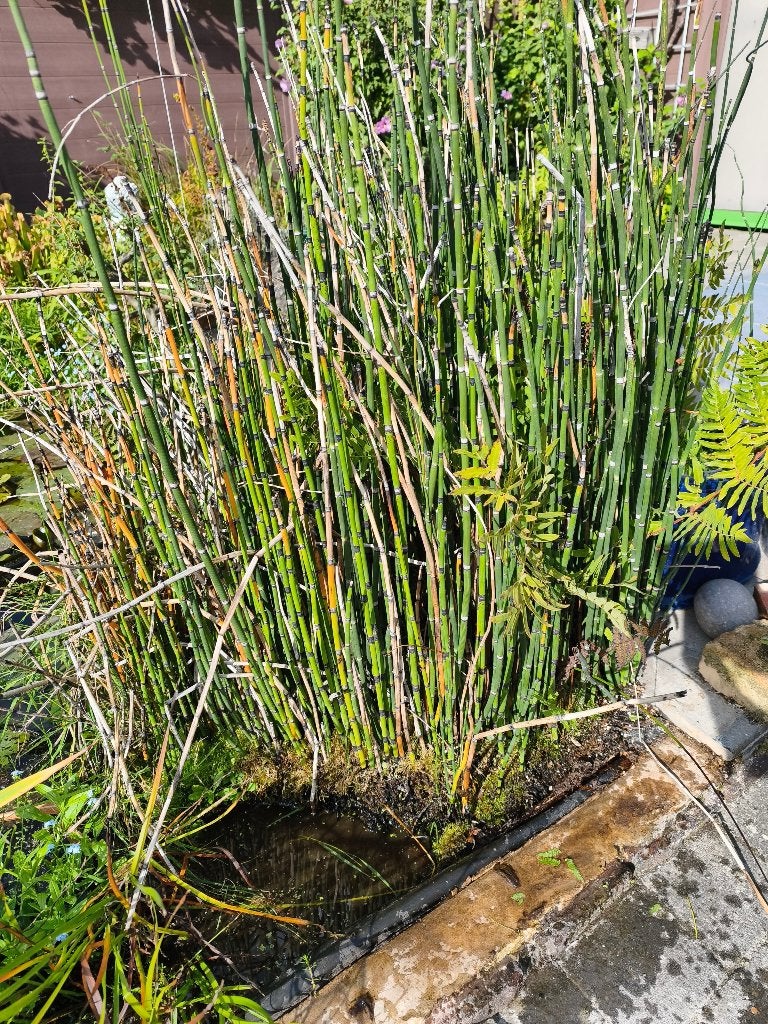 Gratis Vijverplant holle pijp, Ophalen, Nieuw