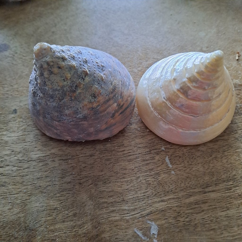 Tolhoren, Enlèvement, Coquillage(s)