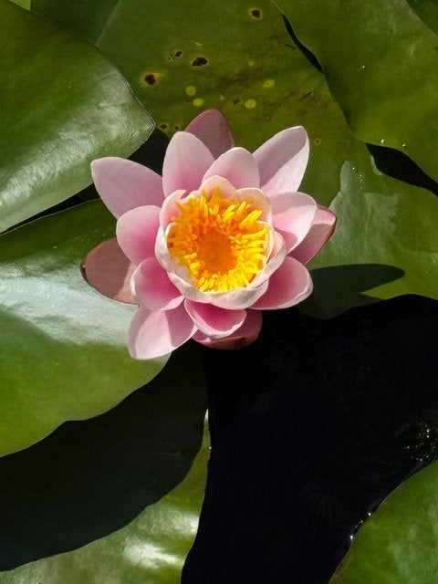 Roze waterlelies, Tuin en Terras, Ophalen, Gebruikt