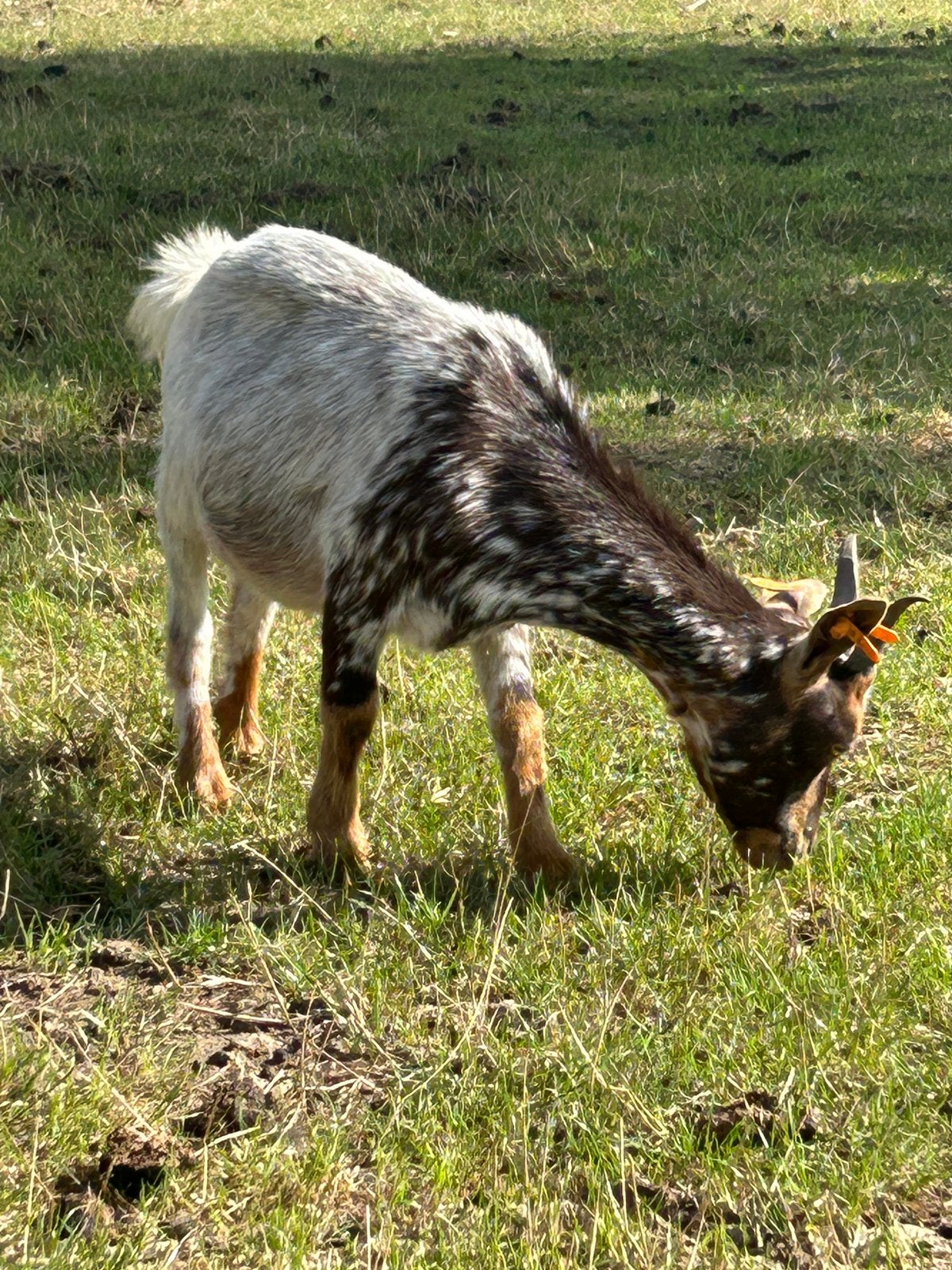 Mooi hermelein mieke, Dieren en Toebehoren, Vrouwelijk, Geit, 0 tot 2 jaar