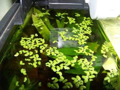 Lentilles d'eau, Animaux & Accessoires, Enlèvement