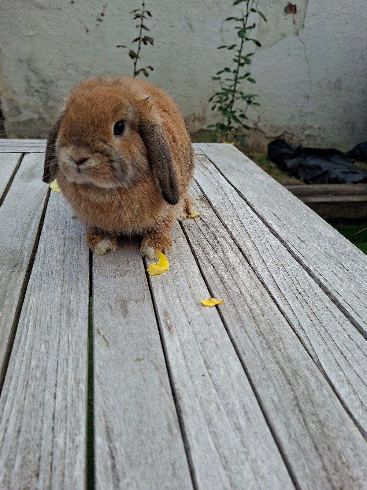 minilop/nhd vroutje wildkleur niet gevaccineerd