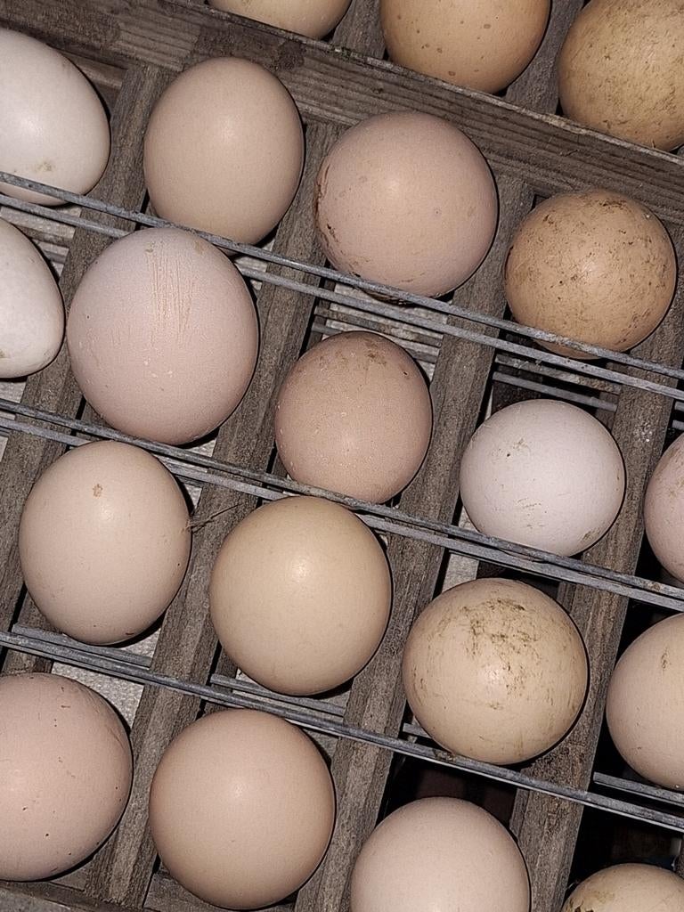 Broedeieren cochien criel, Dieren en Toebehoren, Pluimvee