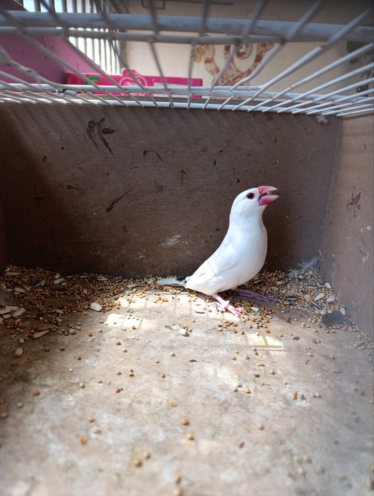 Rijstvogel