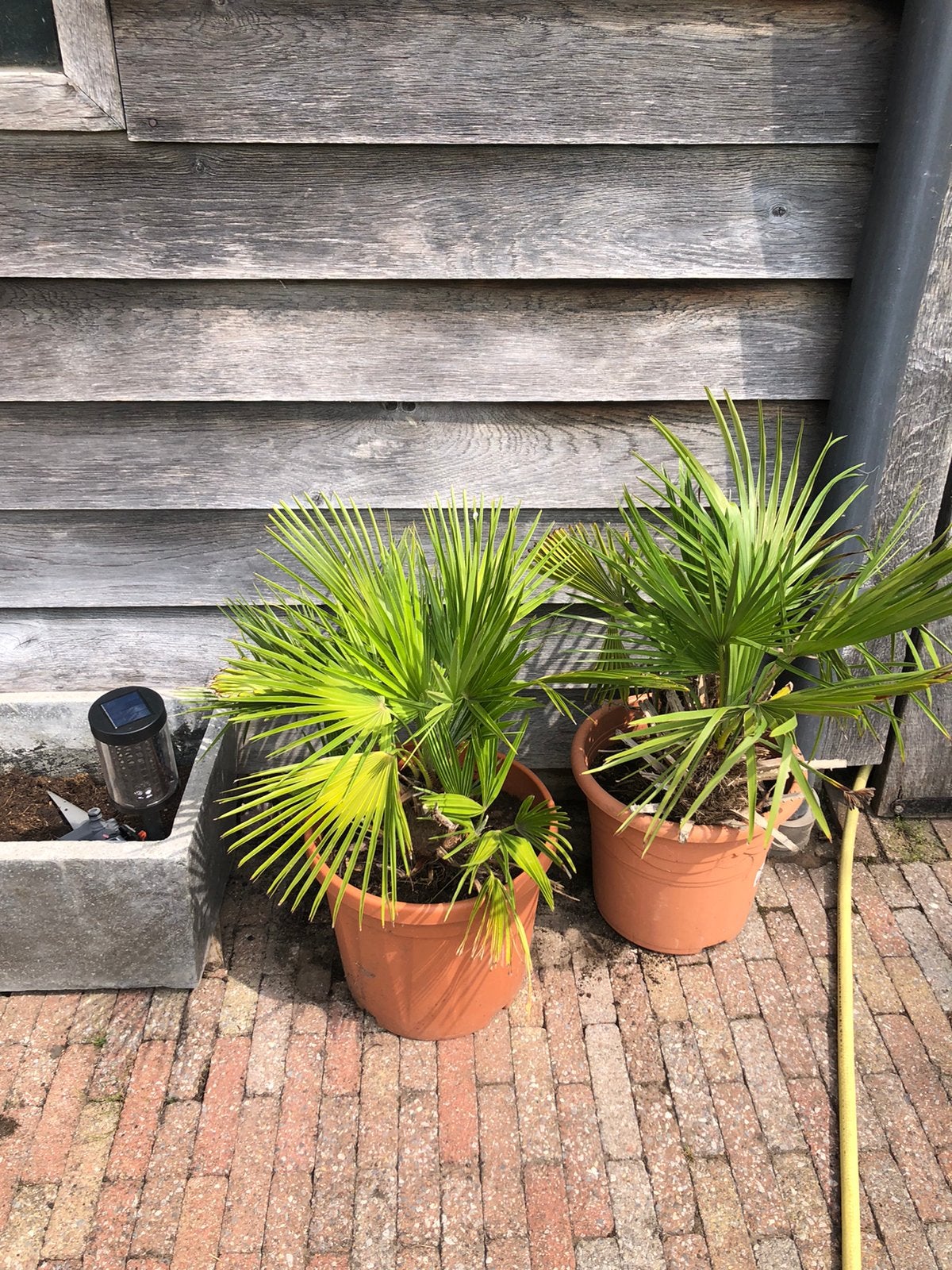 Europese dwergpalm, Ophalen