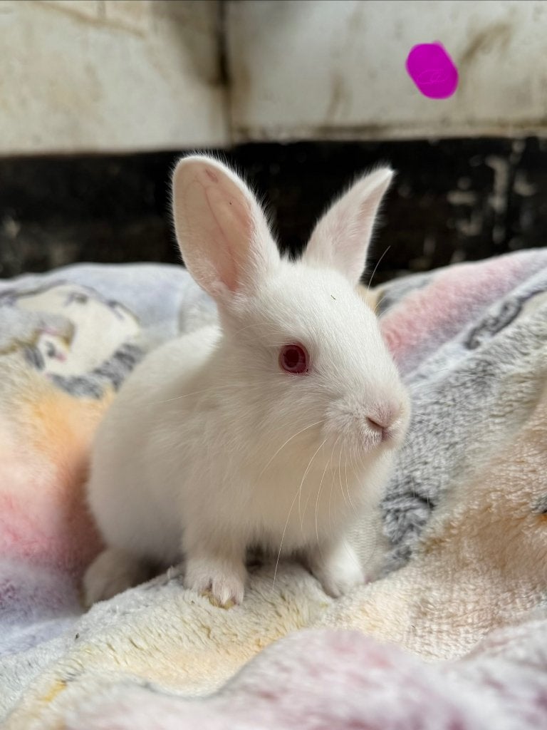 Konijntjes te koop, Plusieurs animaux, Taille moyenne, 0 à 2 ans