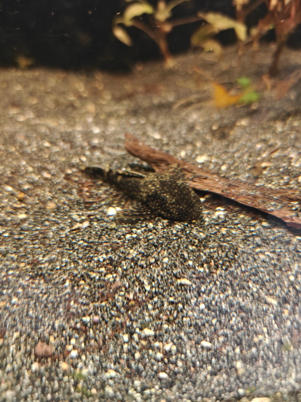 ancistrus, Poisson, Poisson d'eau douce