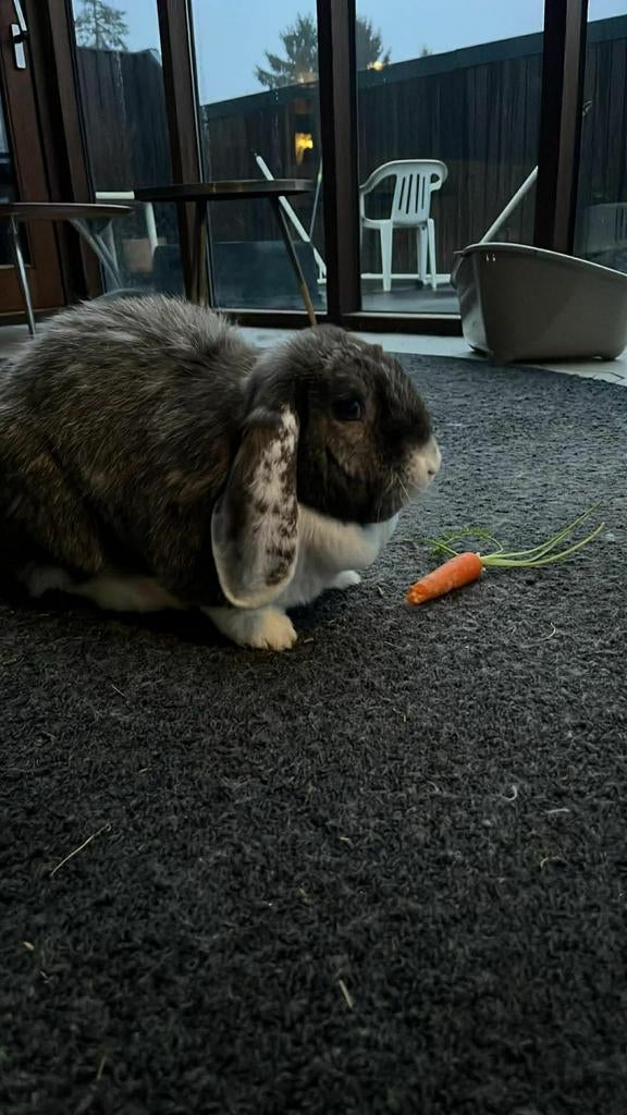 Franse en Nederlandse hangoor te koop, Dieren en Toebehoren, 3 tot 5 jaar