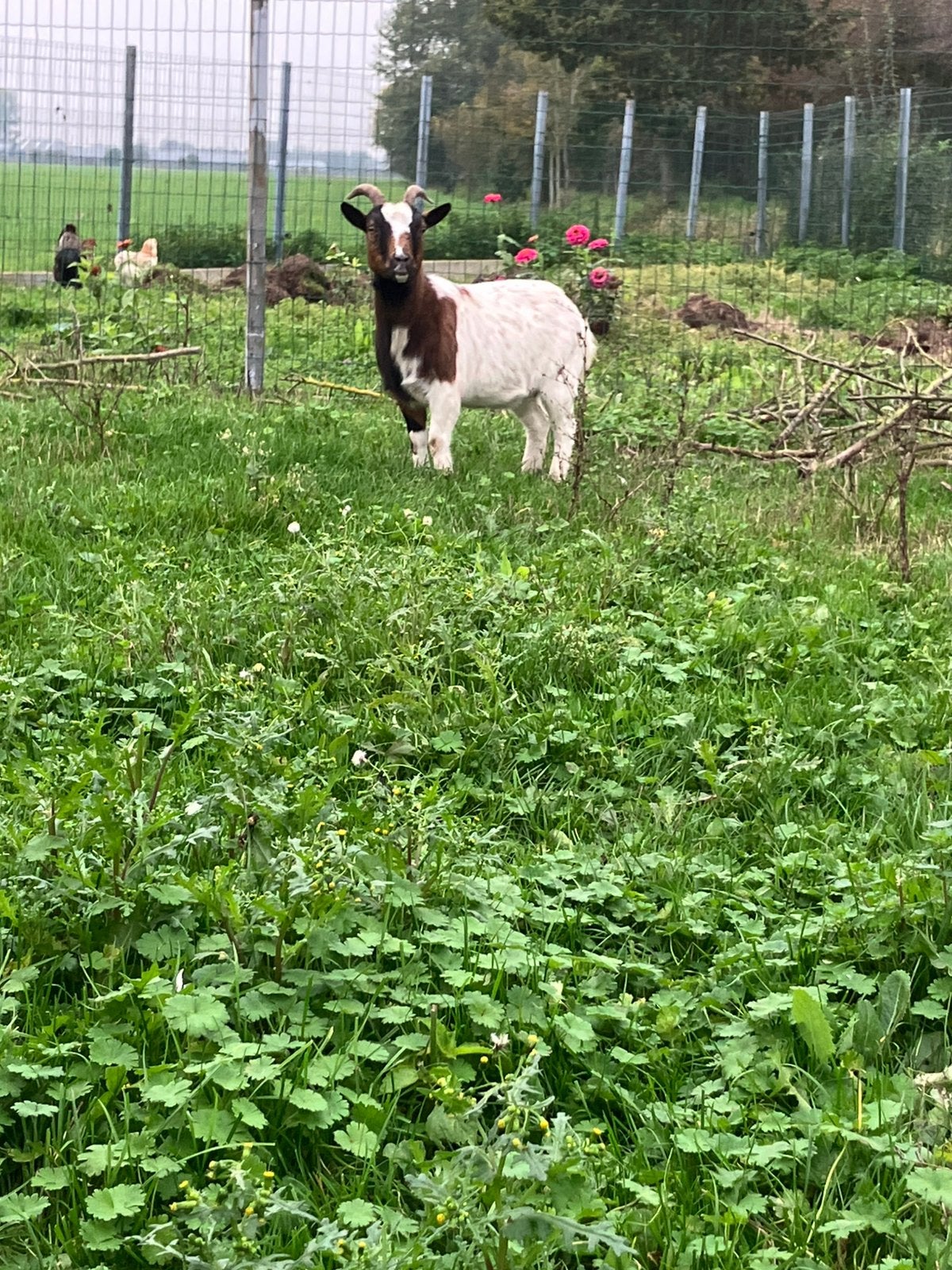 Dwerggeit, Dieren en Toebehoren, Vrouwelijk, Geit, 0 tot 2 jaar