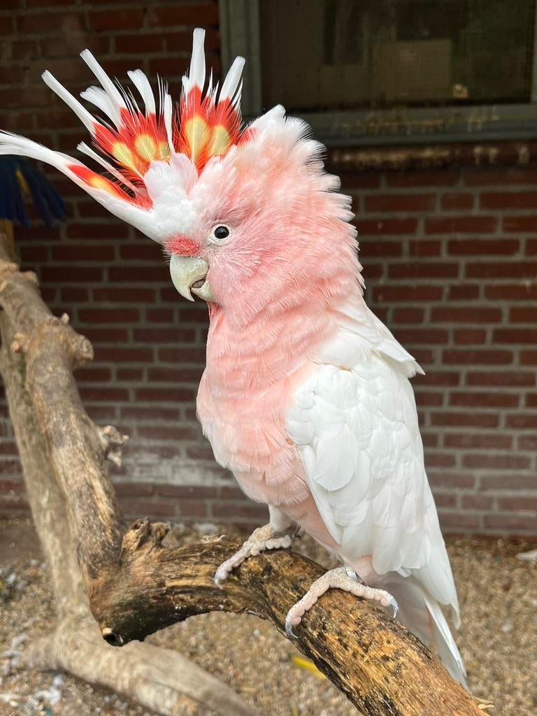 Gevraagd, alle soorten papegaaien, kaketoes.. enzovoort, Dieren en Toebehoren, Meerdere dieren, Papegaai, Geringd