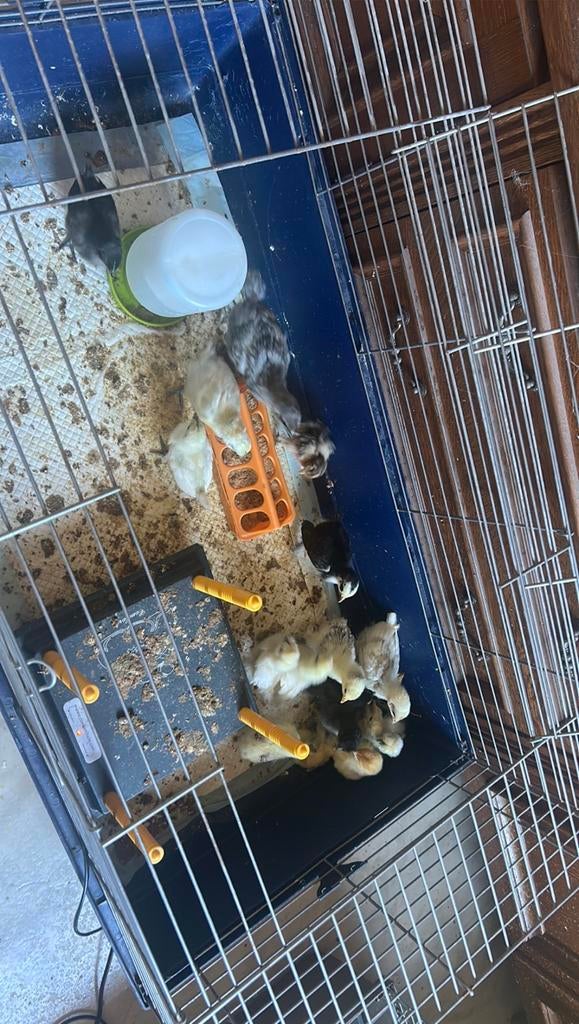Kuikens, Dieren en Toebehoren, Geslacht onbekend, Overige soorten