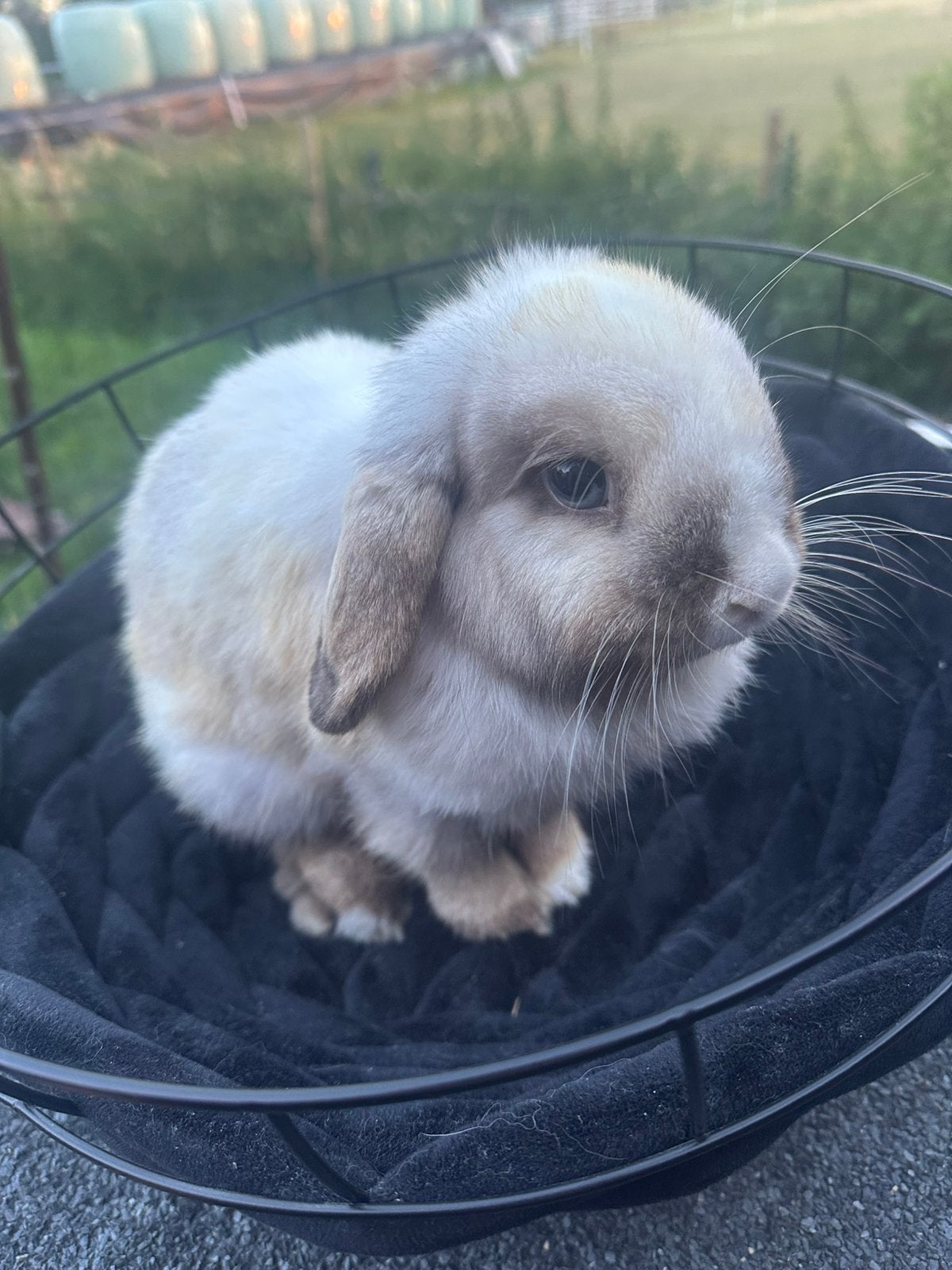 Minilop siam voedster met stamboom, Femelle, Nain, Oreilles tombantes, 0 à 2 ans