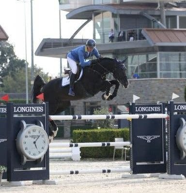 Drachtige merrie Dominator, Merrie, Springpaard, Met stamboom, Zadelmak