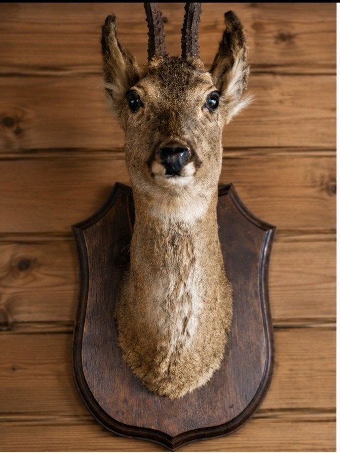 Il s'agit d'un peigne à cerf en peluche magnifiquement model, Enlèvement ou Envoi, Cerf